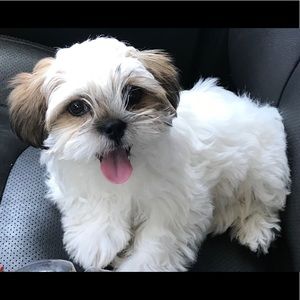 Meet your Posher, Luna